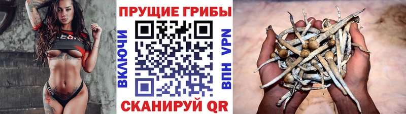 Псилоцибиновые грибы прущие грибы  наркошоп  Кораблино 